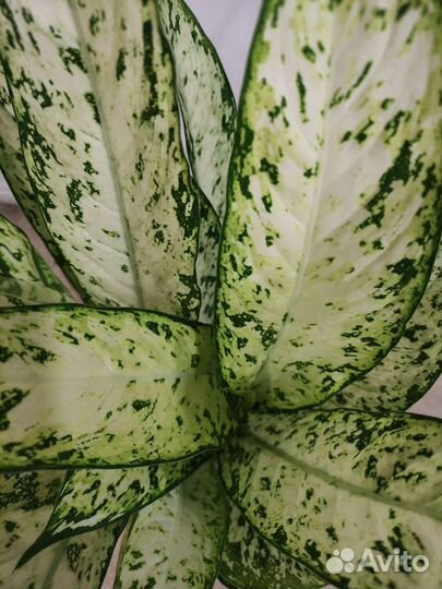 Диффенбахия везувий