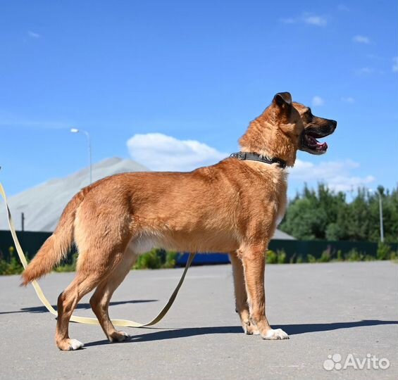 Собака в добрые руки из Приюта (Ринго)
