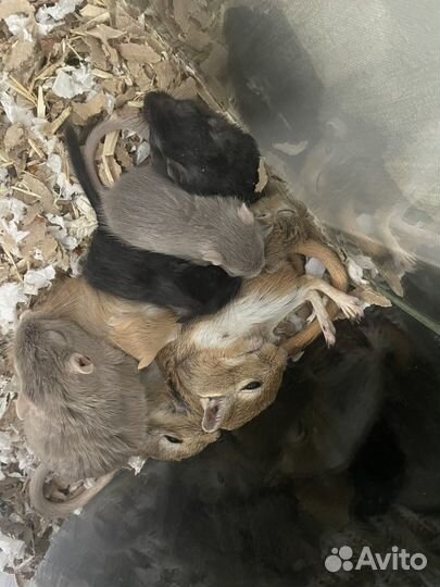 Монгольская песчанка мышки