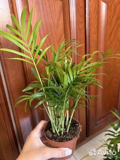 Пальма хамедорея