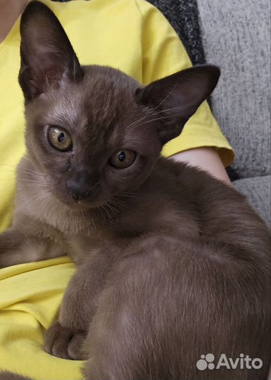 Котята европейской бурмы