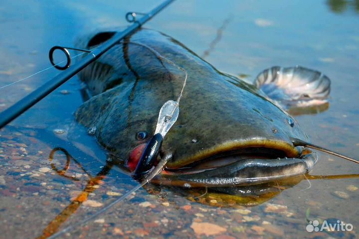 Снасть на сома