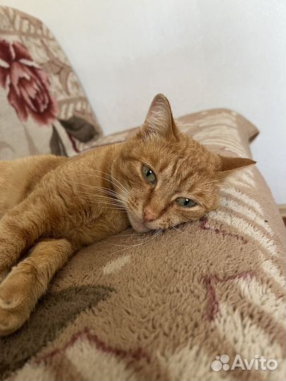 Котик в добрые руки