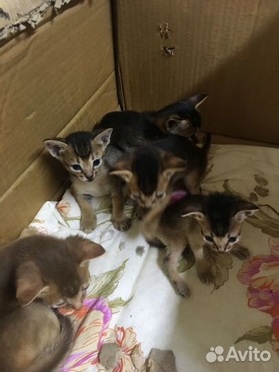 Абиссинские котята