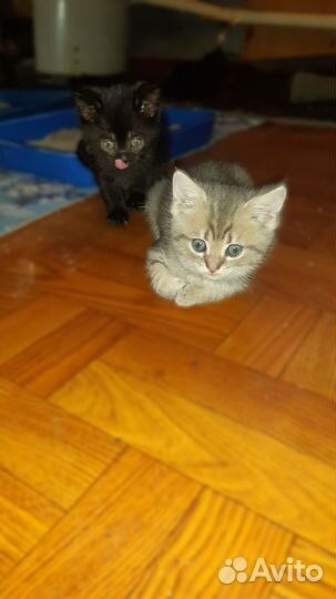 Котята