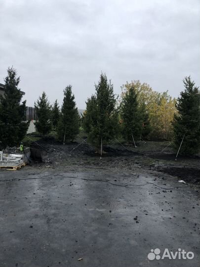 Сосна,ель, кедр, лиственница и тд