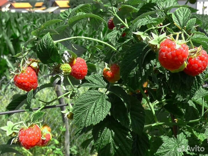 Саженцы малины. Крупная, сладкая ягода