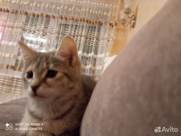 Кошки в добрые руки