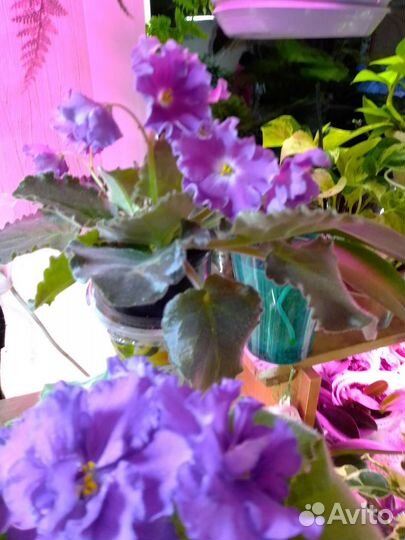 Сортовые фиалки