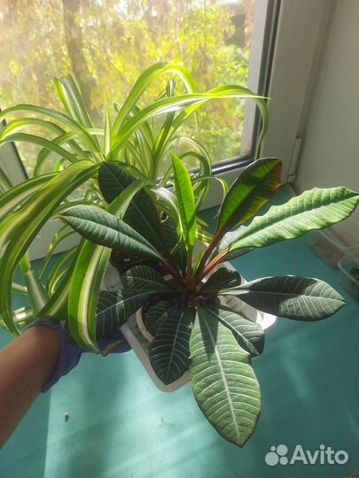 Молочай и Хлорофитум растения