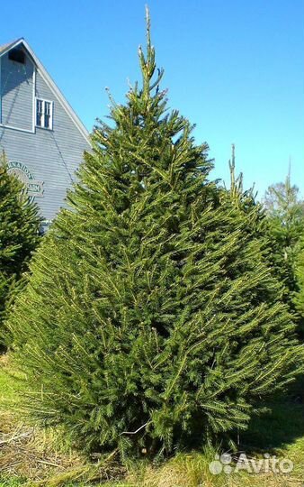 Ель обыкновенная экстра с доставкой