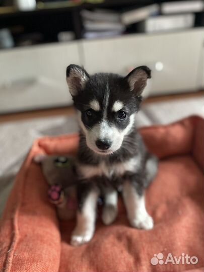 Сибирский хаски