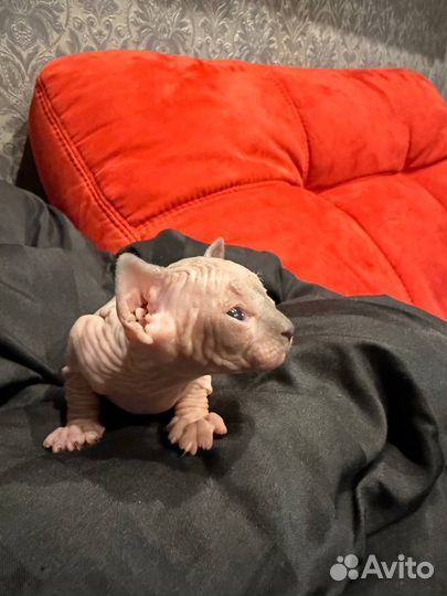 Канадский сфинкс котенок