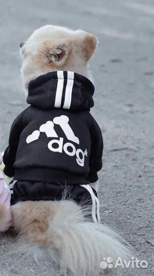 Вещи на маленькую собаку