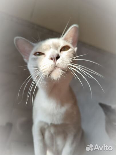 Котик Бурма