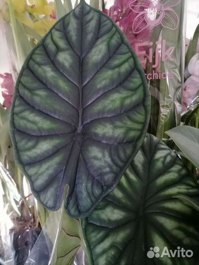 Алоказия шкура дракона Алоказия Dragon Scale