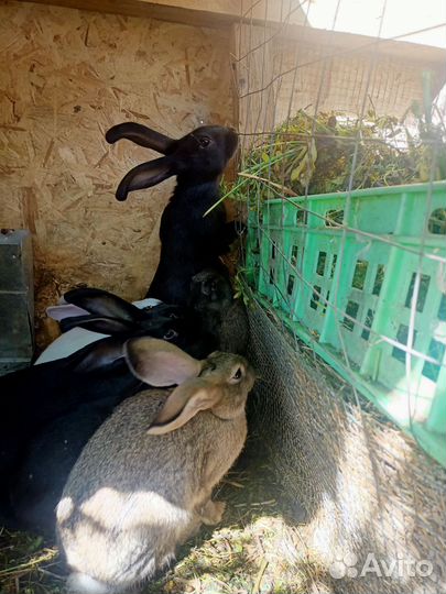 Кролики мясных пород