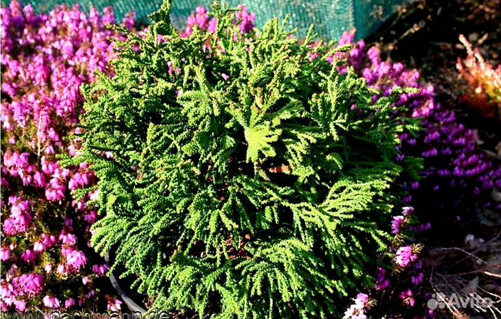 Кипарисовик Бриджит