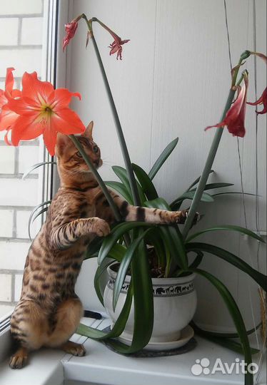 Гиппиаструм