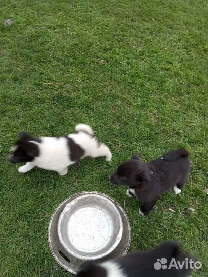 Щенки лайки