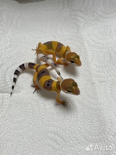 Пятнистый эублефар