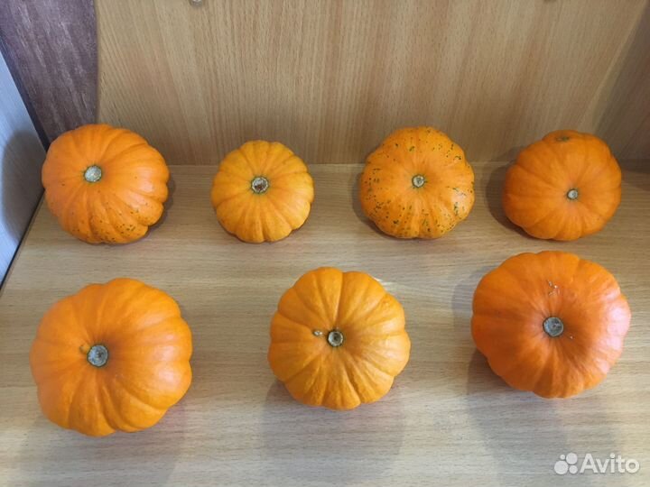 Декоративные тыковки Бэби бу оранжевые