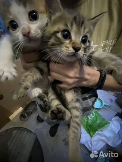 Котята в добрые руки
