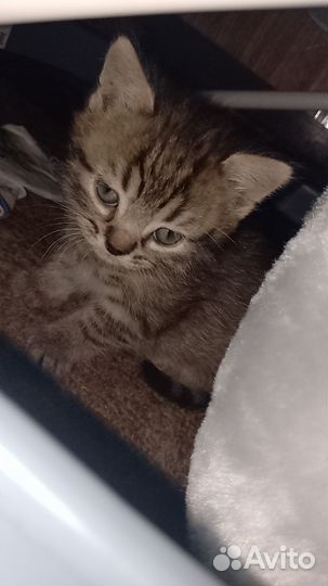 Котята в добрые руки бесплатно мальчики девочка