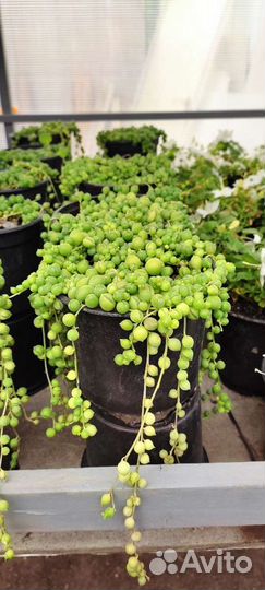 Крестовник роули