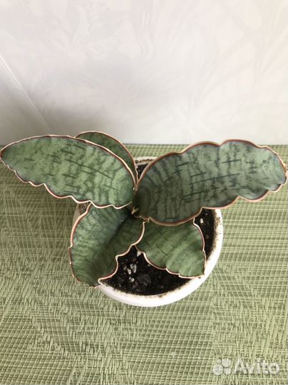 Сансевиерия Кирки Сильвер Блю