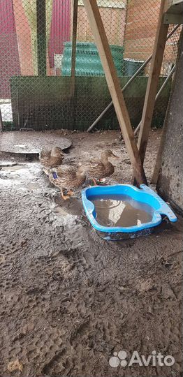 Утки подсадные для охоты