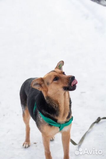 Метис овчарки