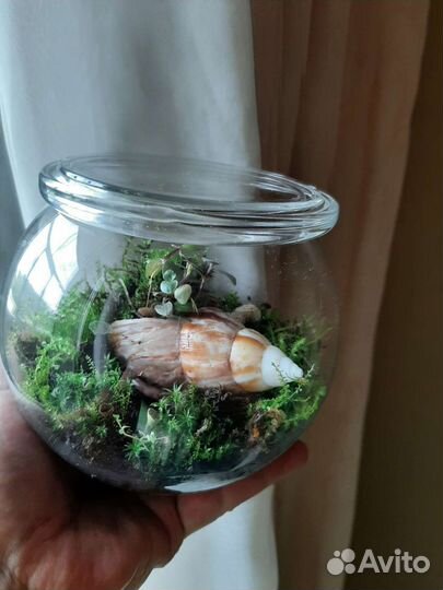 Флорариум с живым мхом