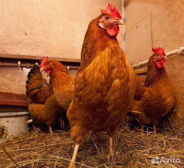 Курочки-несушки