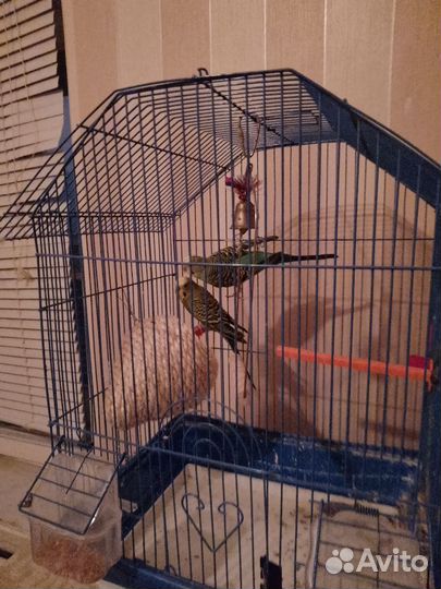 Попугаи Волнистые с Клеткой