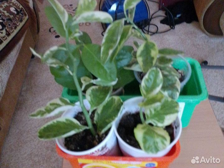 Комнатные цветы