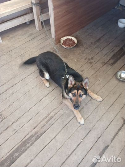 Немецкая овчарка