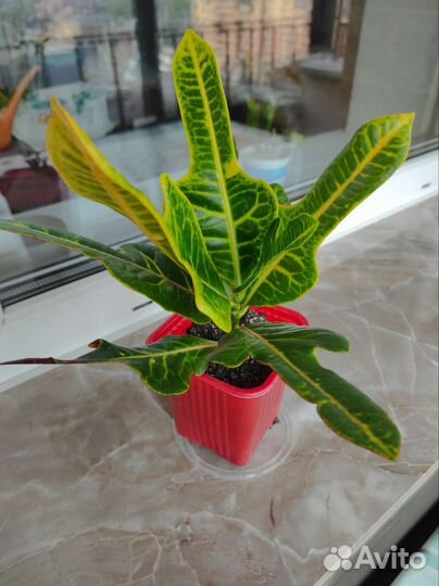 Кодиеум кротон