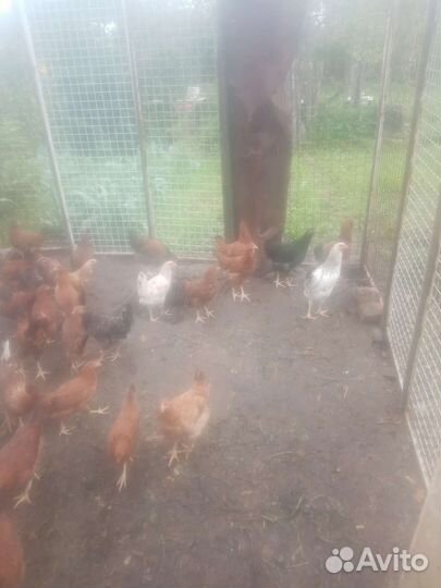 Куры молодки