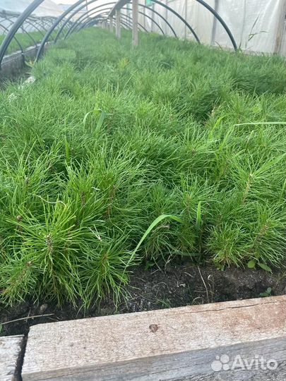 Сеянцы сосны окс от производителя