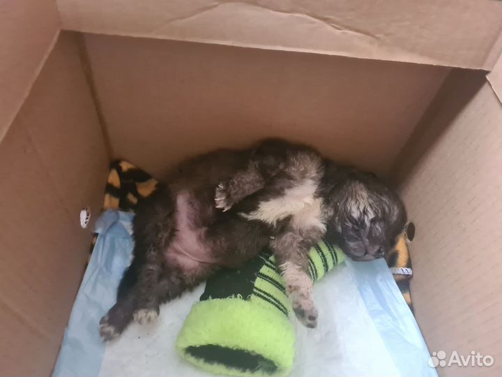 Девочка в добрые руки