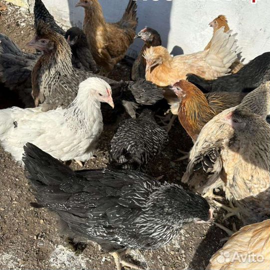 Куры молодки