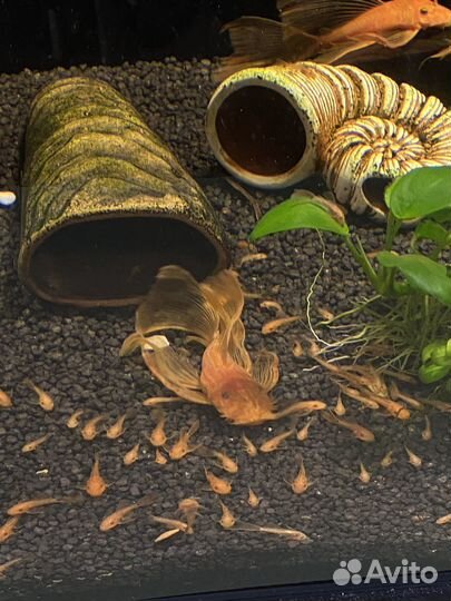 Анциструс супер Ред вуалевый подростки