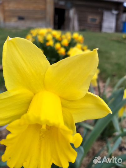 Луковицы нарциссов