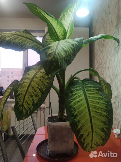 Диффенбахия прелестная (amoena)