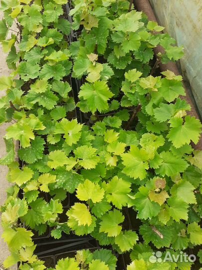 Саженцы винограда