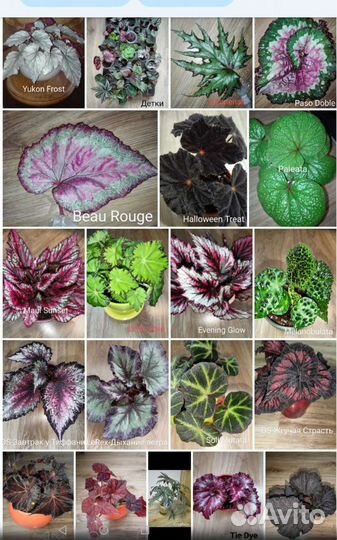 Бегонии декоративнолиственные