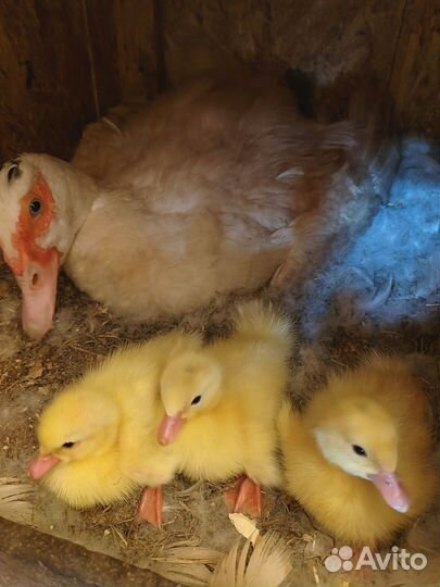 Белая мускусная утка с утятами (индоутка)