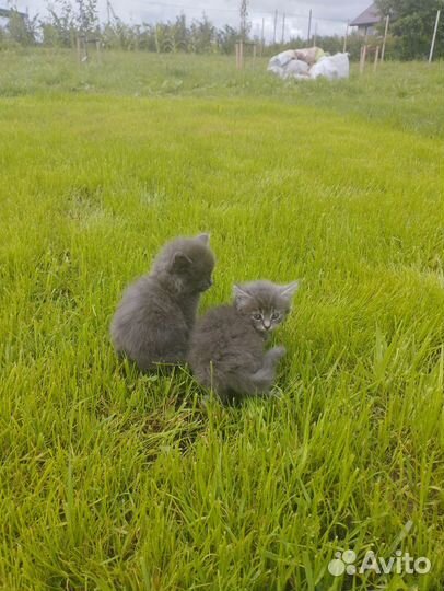 Черненький джентльмен ждёт тебя