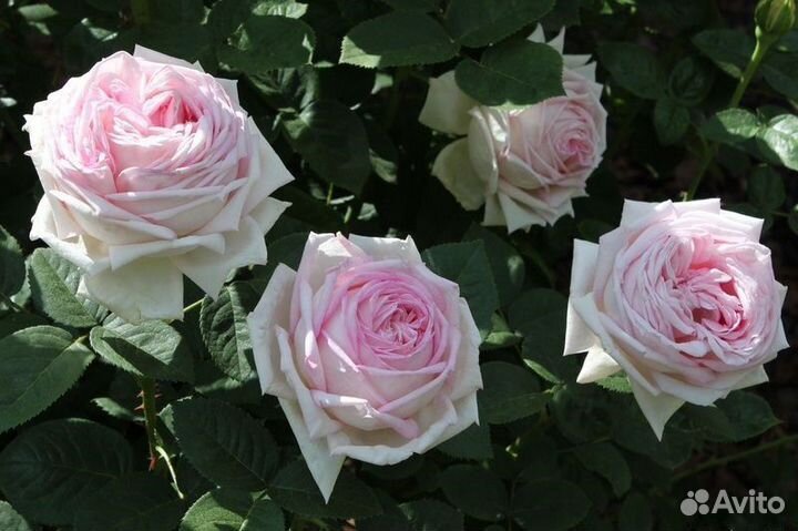 Ароматная роза непрерывного цветения Эмейзин Грейс